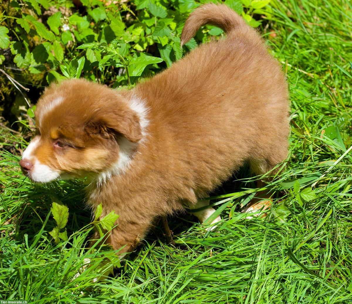 Bild 9: Australian Shepherd Welpen in red tri, black tri, blue merle