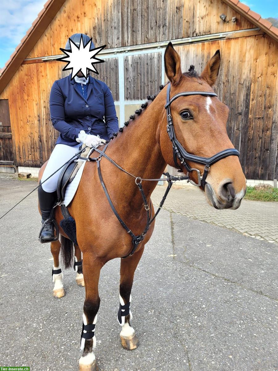 Bild 4: 6-Jähriger Freiberger Wallach zu verkaufen