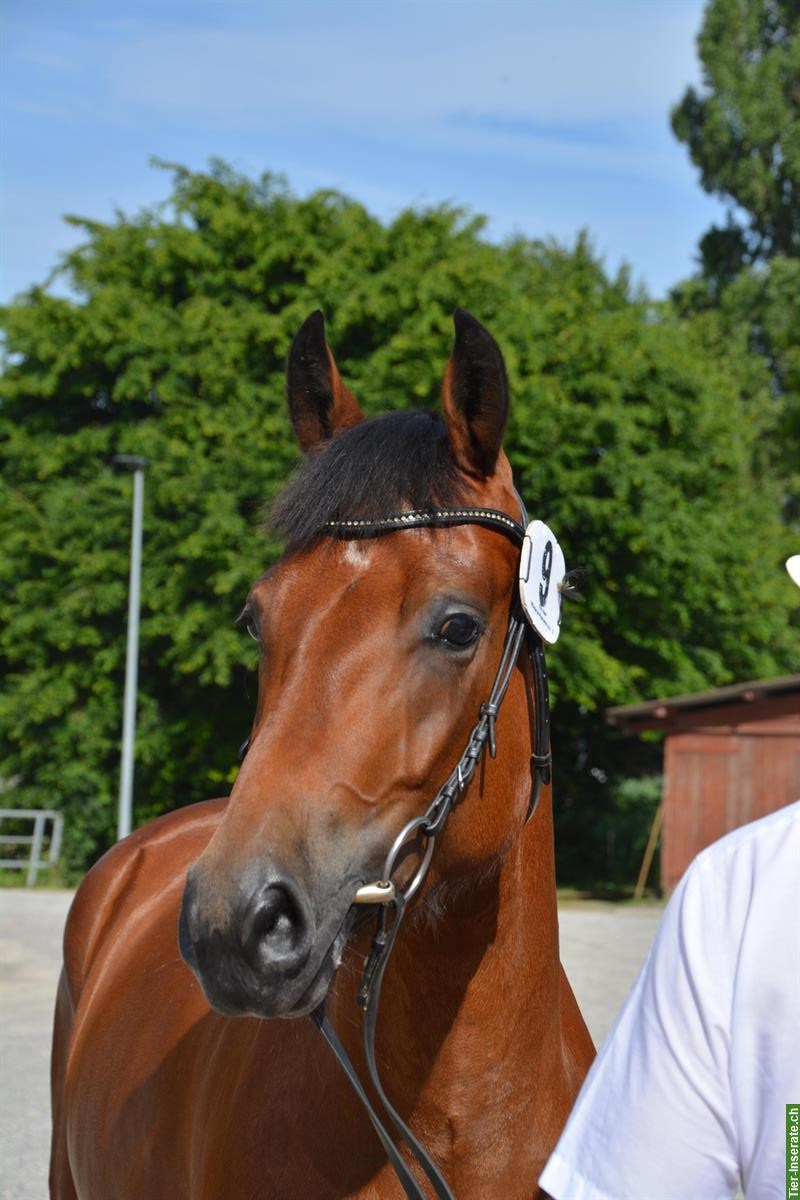 Sportliche 3-jährige Freiberger Stute zu verkaufen