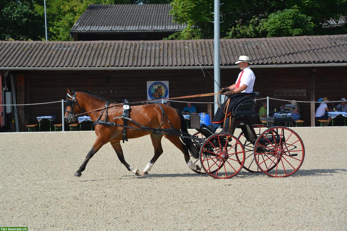 Bild 5: Sportliche 3-jährige Freiberger Stute zu verkaufen