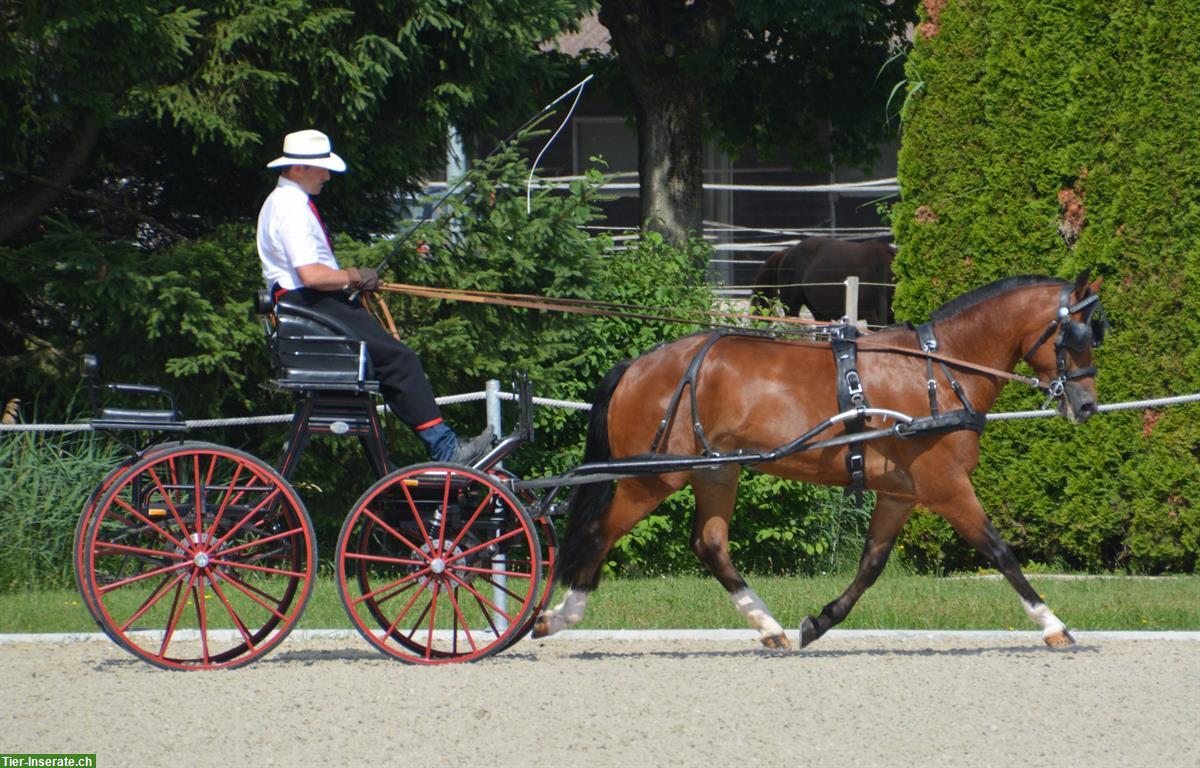 Bild 7: Sportliche 3-jährige Freiberger Stute zu verkaufen