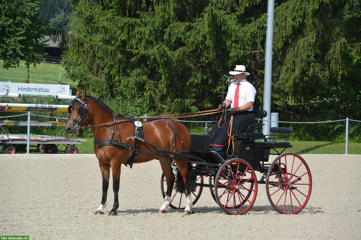 Bild 8: Sportliche 3-jährige Freiberger Stute zu verkaufen