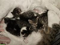 Katzenbabys 2 Männchen + 1 Weibchen abzugeben