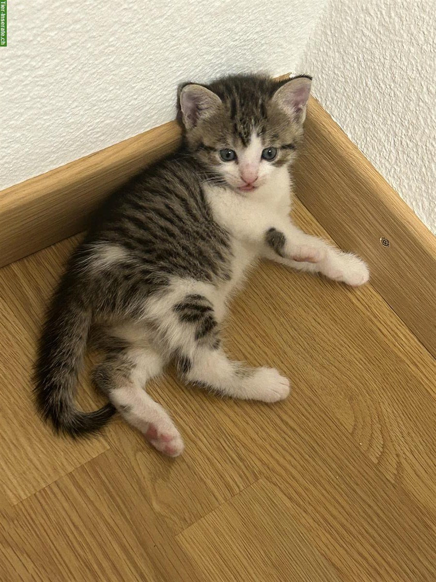 Bild 2: Katzenbabys 2 Männchen + 1 Weibchen abzugeben
