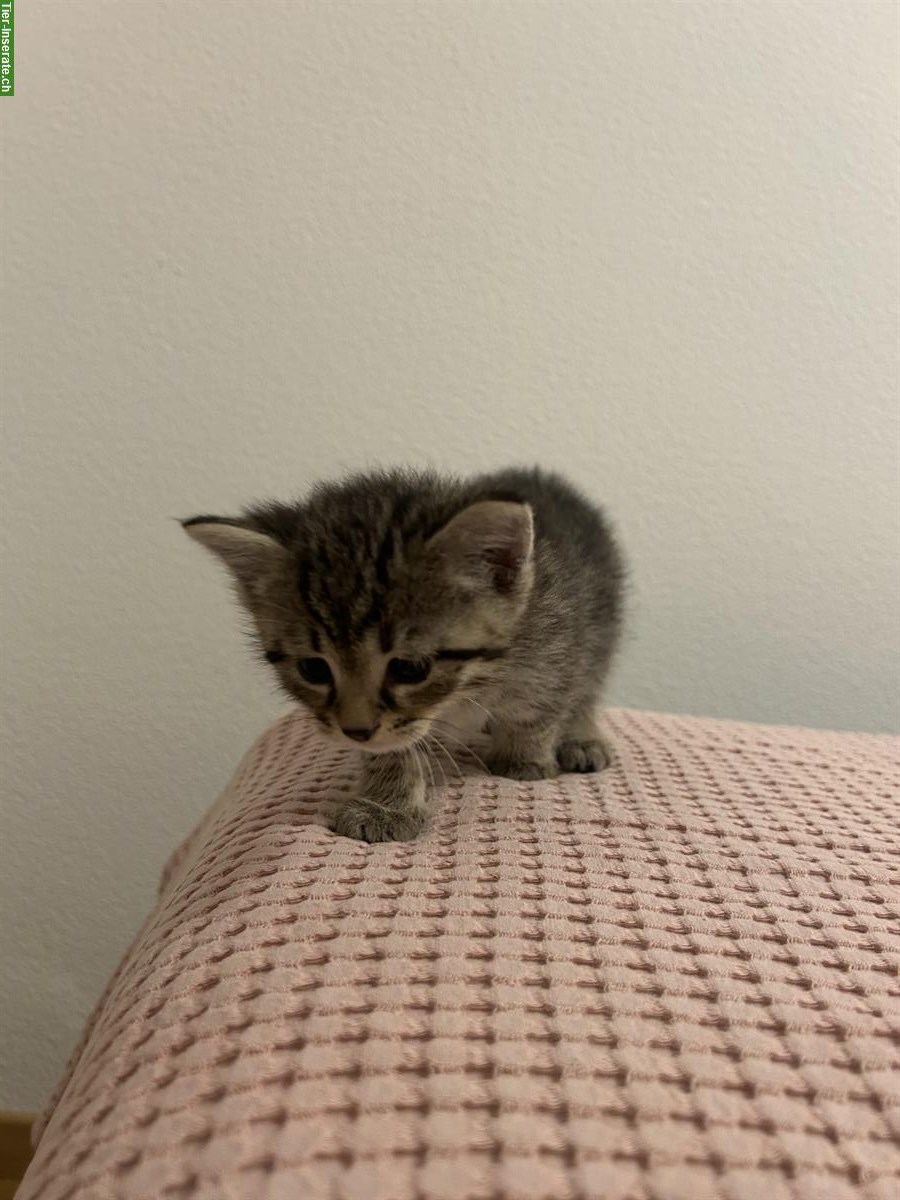 Bild 3: Katzenbabys 2 Männchen + 1 Weibchen abzugeben