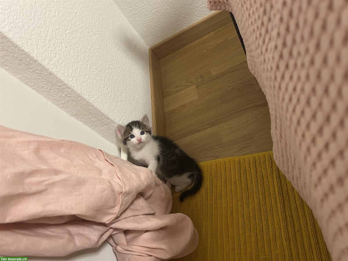 Bild 4: Katzenbabys 2 Männchen + 1 Weibchen abzugeben