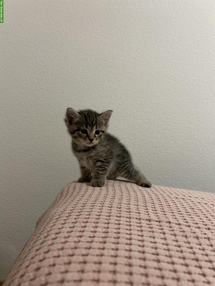 Bild 5: Katzenbabys 2 Männchen + 1 Weibchen abzugeben