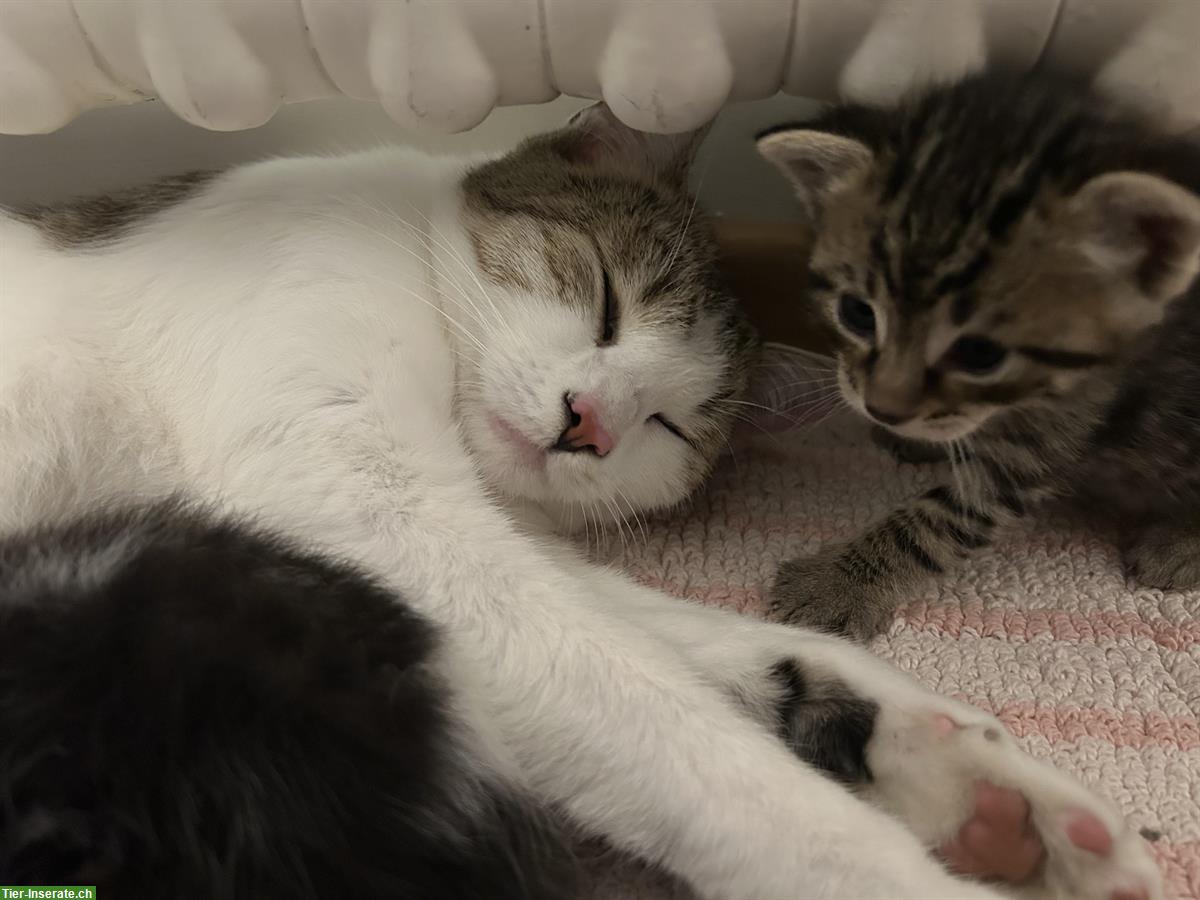 Bild 6: Katzenbabys 2 Männchen + 1 Weibchen abzugeben