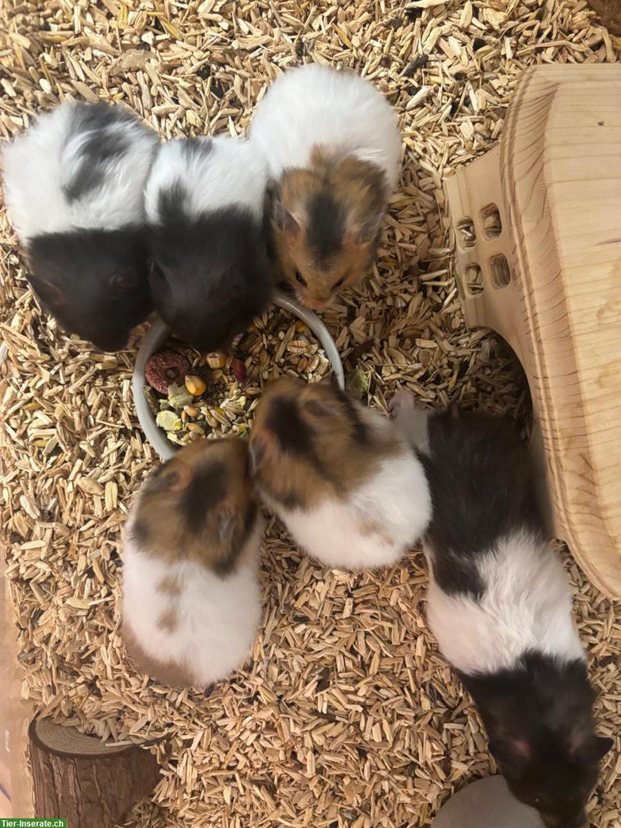 Süsse Teddyhamster Babys zu verkaufen