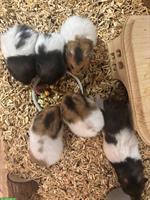 Süsse Teddyhamster Babys zu verkaufen