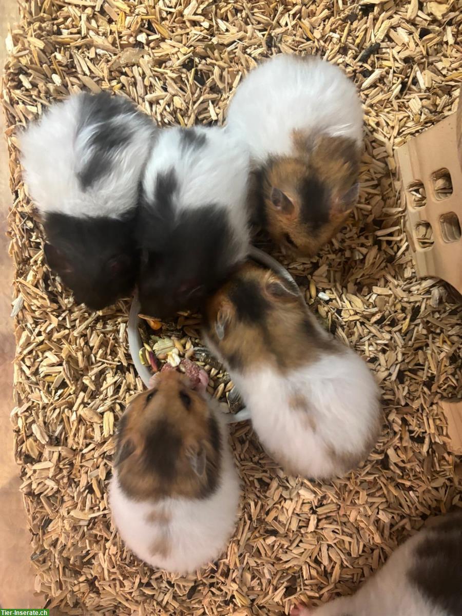 Bild 2: Süsse Teddyhamster Babys zu verkaufen