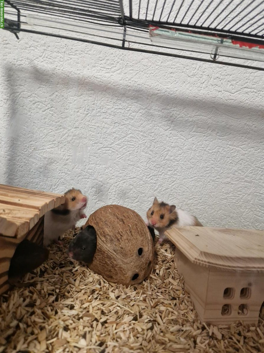Bild 3: Süsse Teddyhamster Babys zu verkaufen