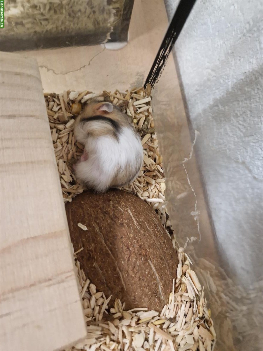 Bild 4: Süsse Teddyhamster Babys zu verkaufen