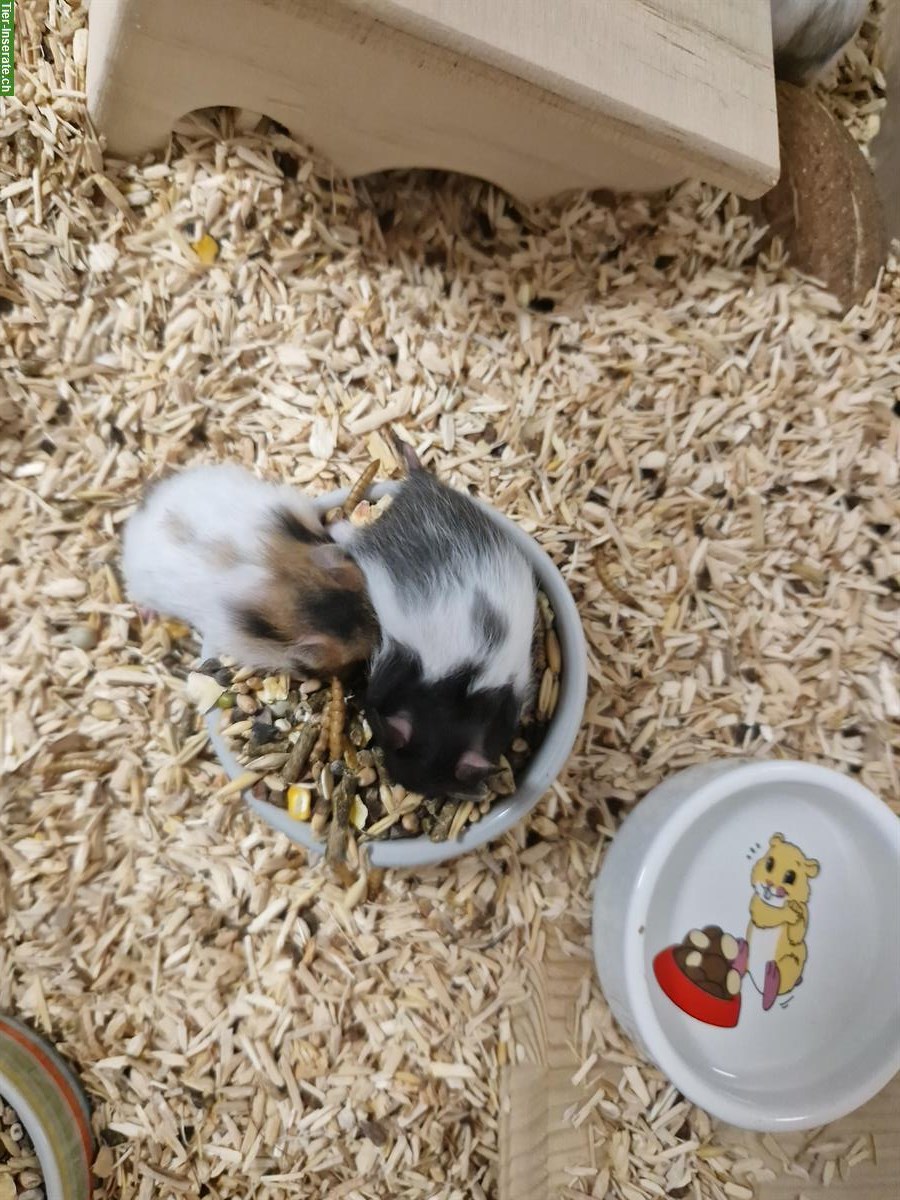 Bild 5: Süsse Teddyhamster Babys zu verkaufen