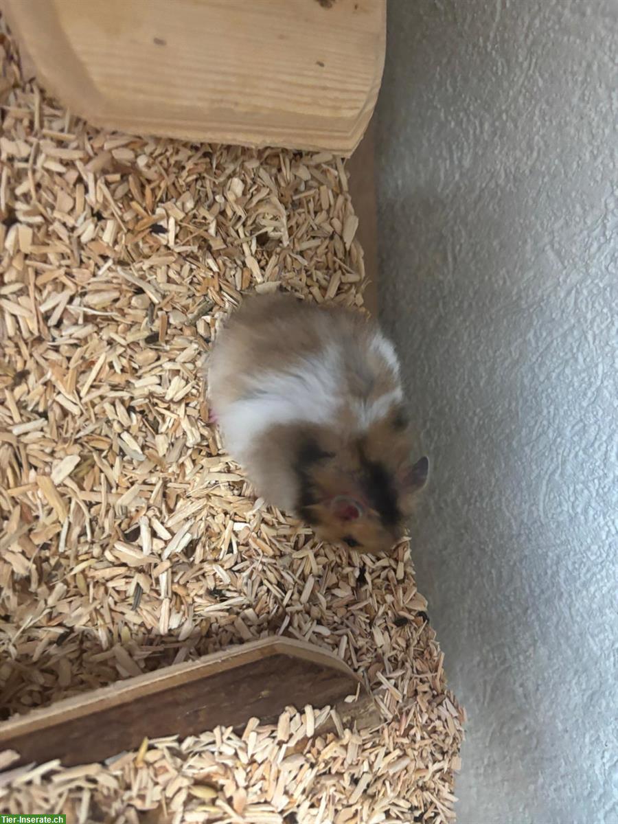 Bild 6: Süsse Teddyhamster Babys zu verkaufen