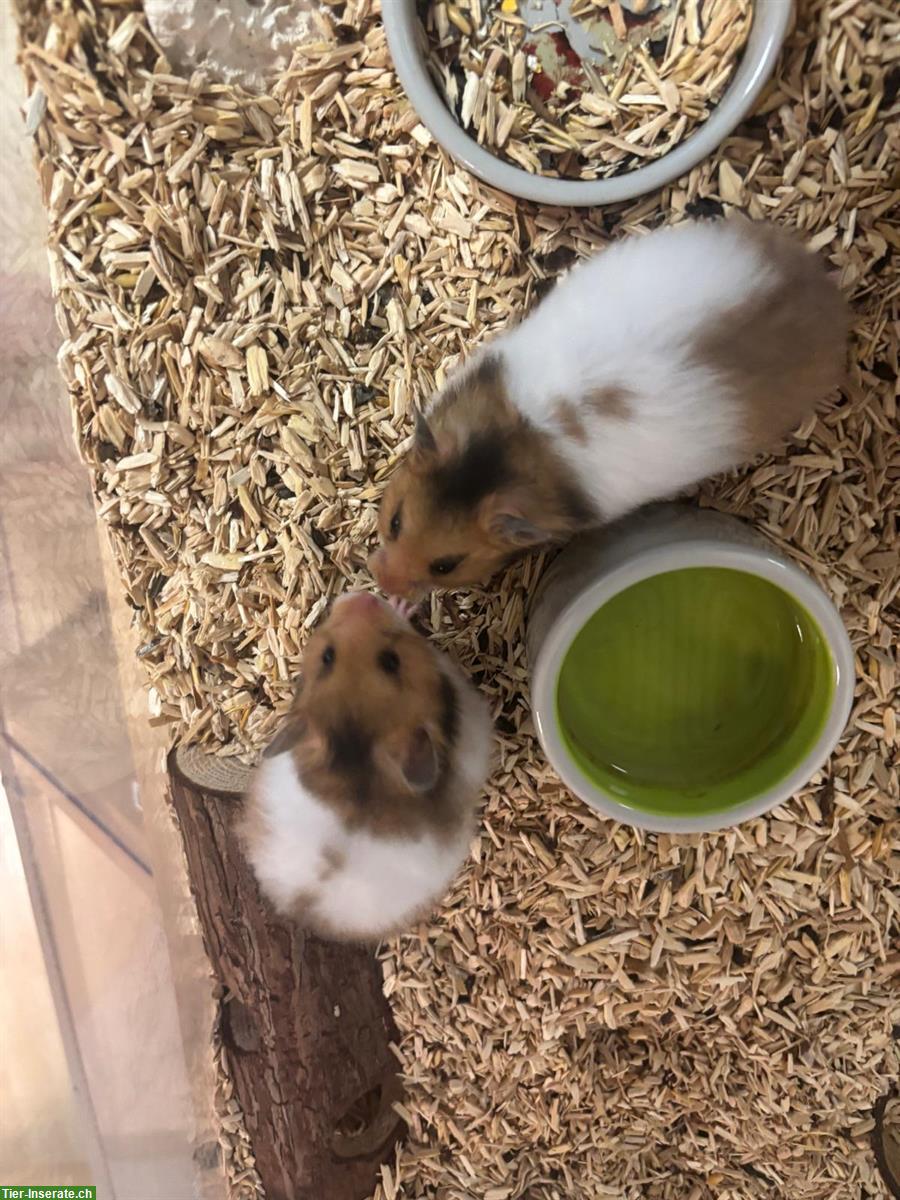 Bild 7: Süsse Teddyhamster Babys zu verkaufen