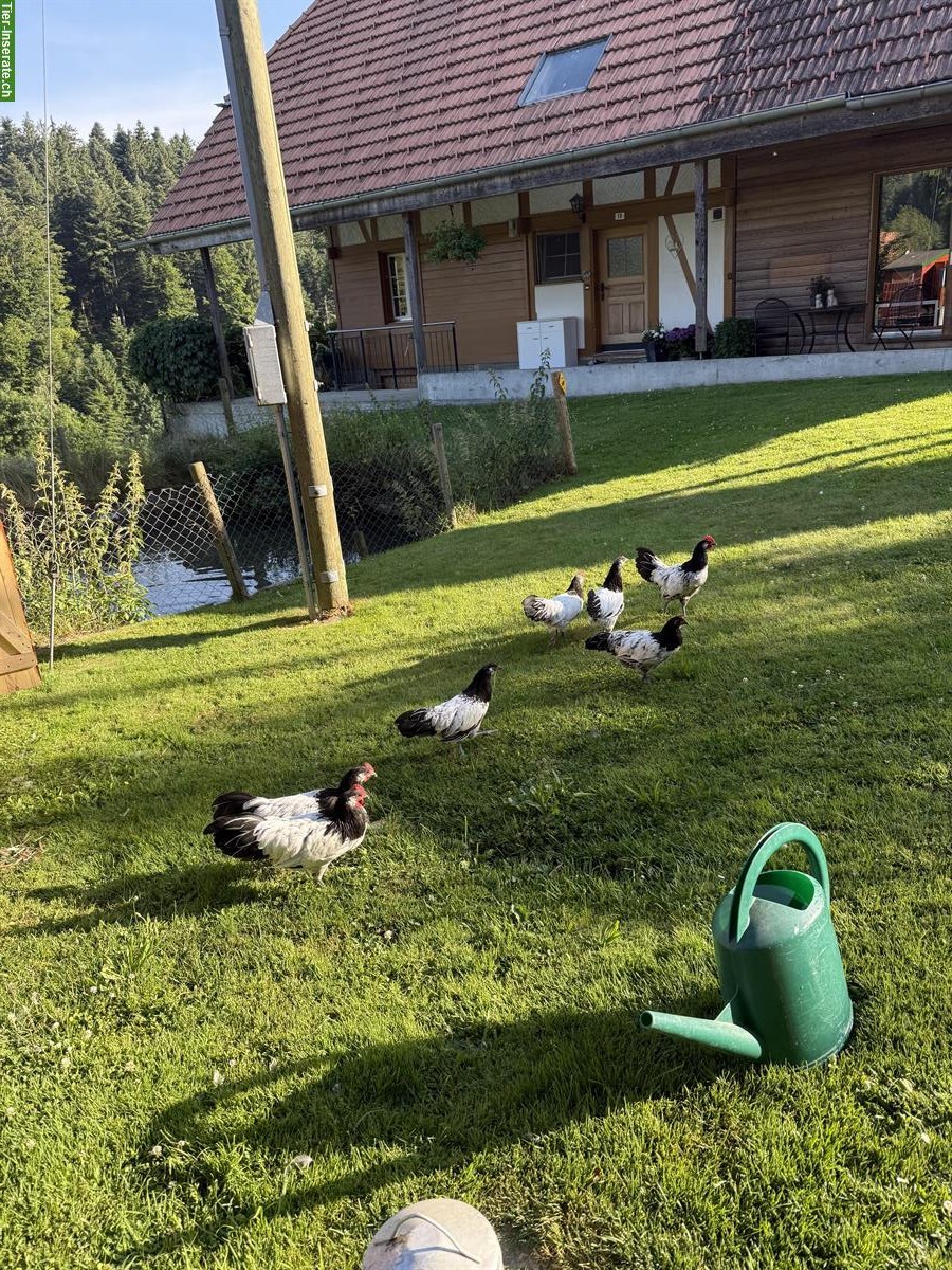 Bild 3: Reinrassige Lakenfelder Hähne abzugeben