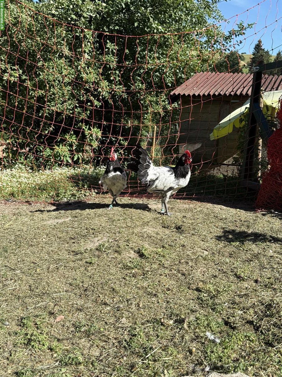Bild 5: Reinrassige Lakenfelder Hähne abzugeben