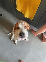Kathi - sanfte Pointer Hündin mit grossem Herz❤️