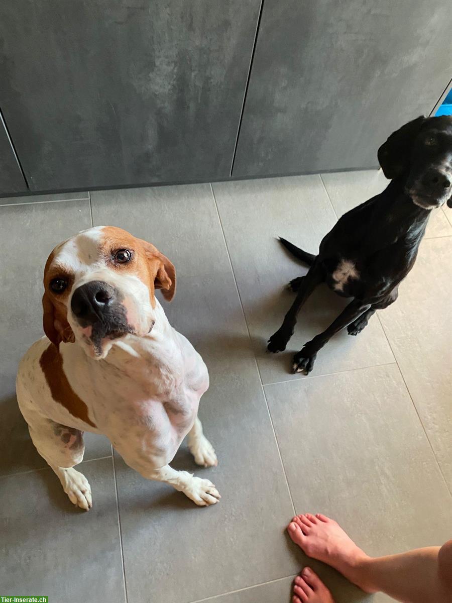 Bild 2: Kathi - sanfte Pointer Hündin mit grossem Herz❤️