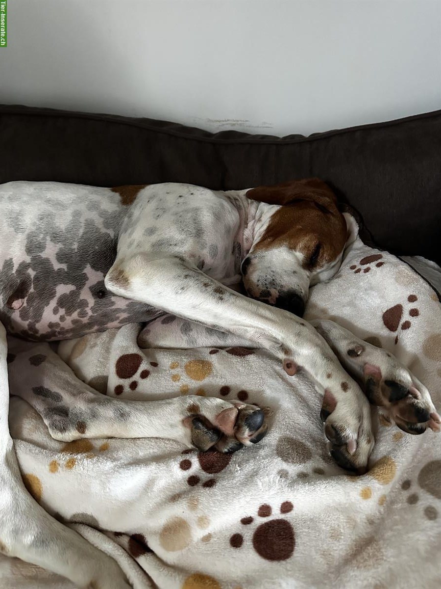 Bild 4: Kathi - sanfte Pointer Hündin mit grossem Herz❤️