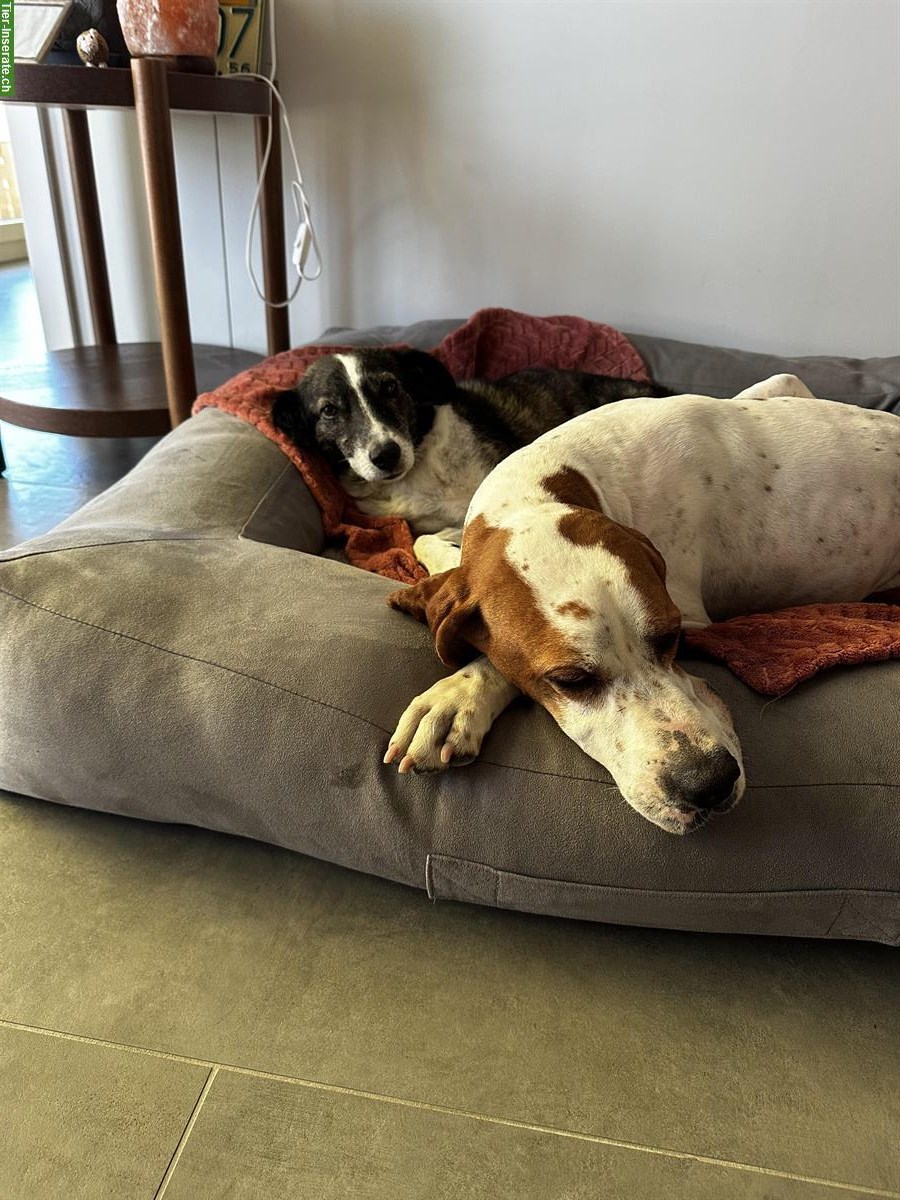 Bild 5: Kathi - sanfte Pointer Hündin mit grossem Herz❤️