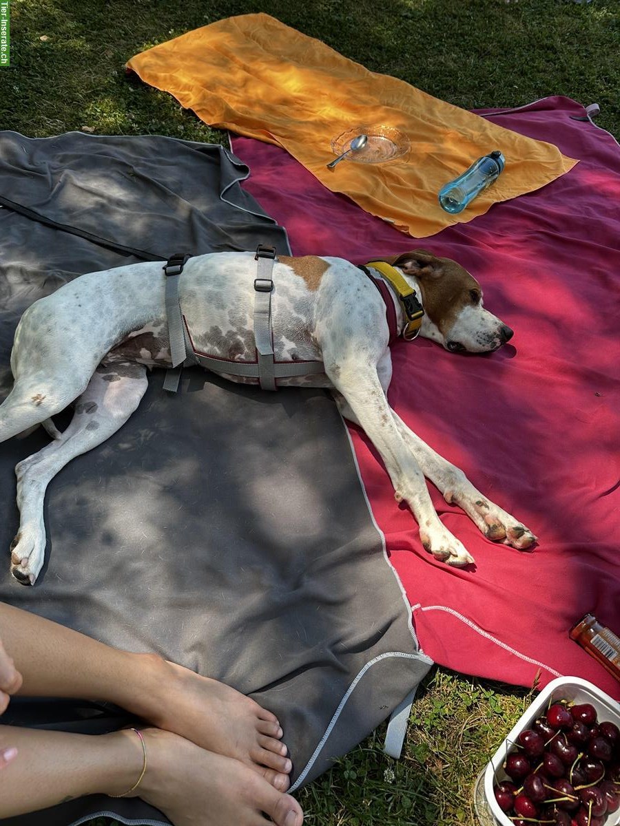 Bild 6: Kathi - sanfte Pointer Hündin mit grossem Herz❤️