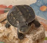 Chinesische Streifenschildkröte, 2-jährig, männlich