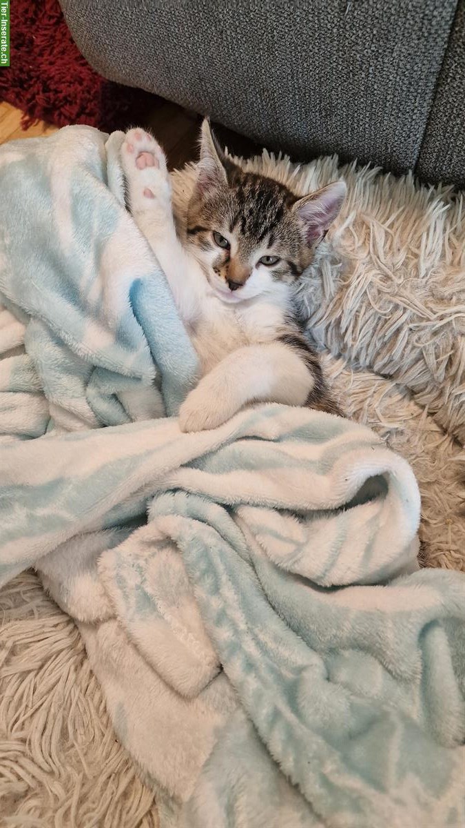 Bild 4: Kleine Büsis, männlich und weiblich