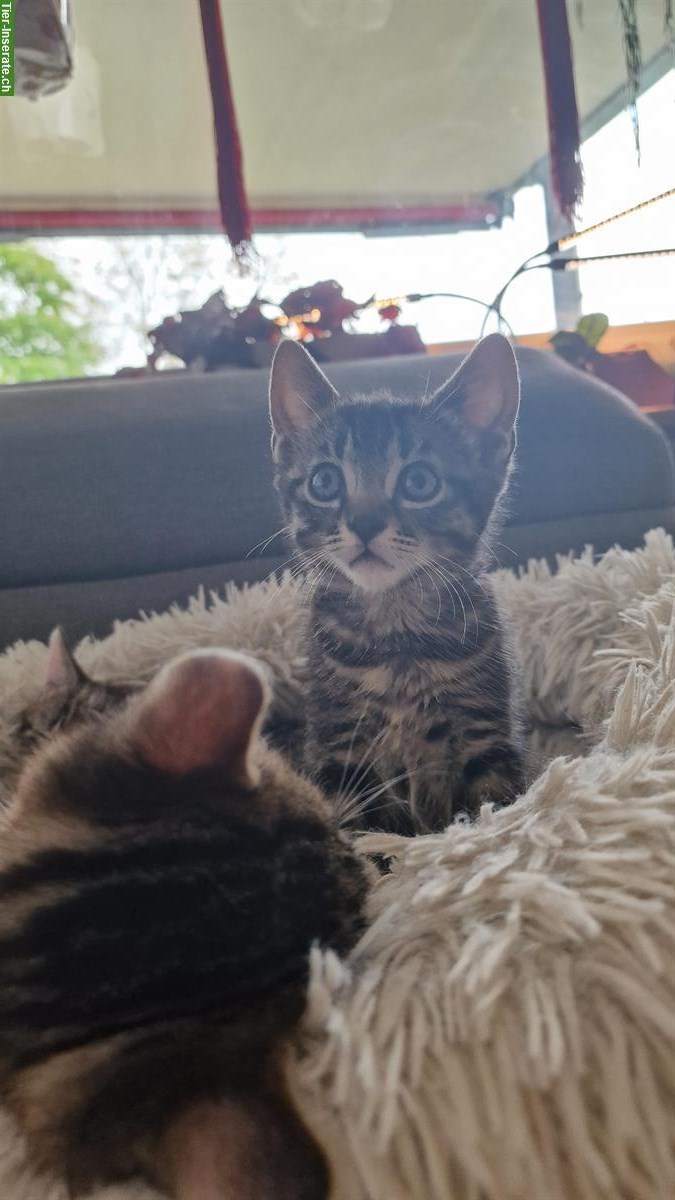 Bild 5: Kleine Büsis, männlich und weiblich