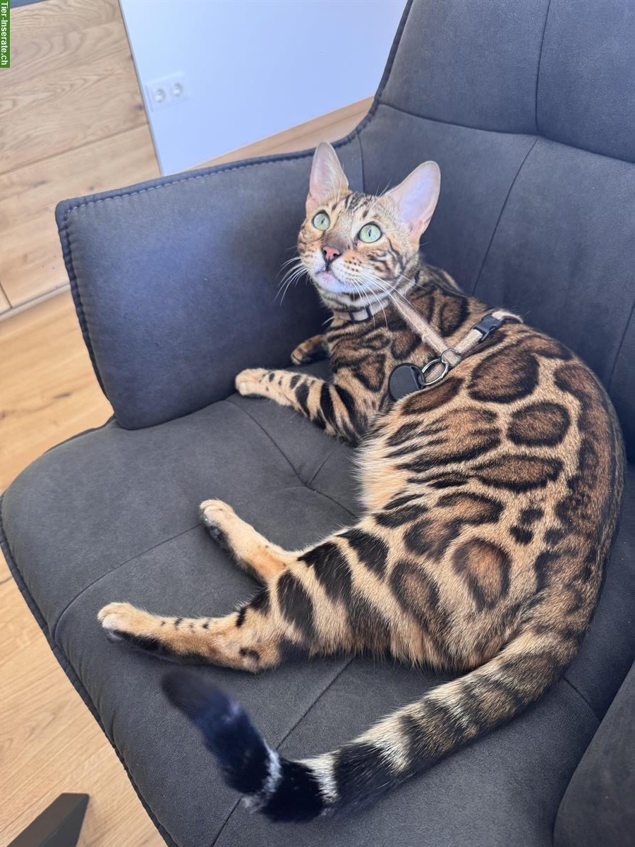 Exklusive Bengal Mädchen mit XXL Rosetten