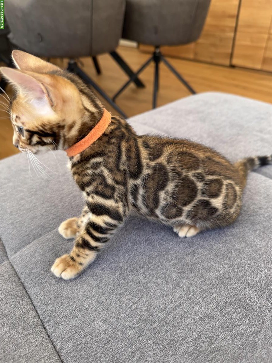 Bild 2: Exklusive Bengal Mädchen mit XXL Rosetten