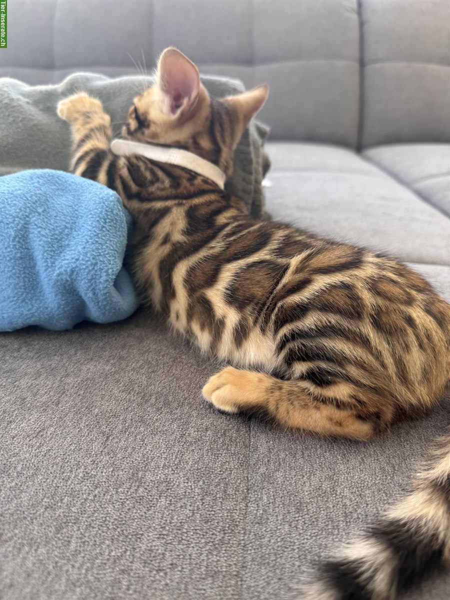 Bild 3: Exklusive Bengal Mädchen mit XXL Rosetten