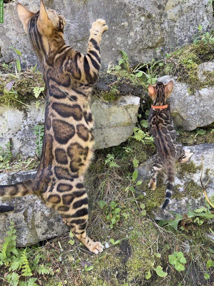 Bild 4: Exklusive Bengal Mädchen mit XXL Rosetten