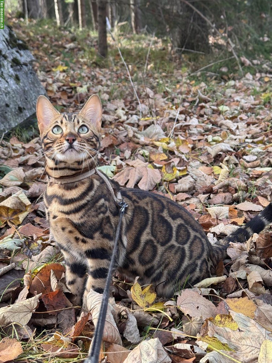 Bild 5: Exklusive Bengal Mädchen mit XXL Rosetten