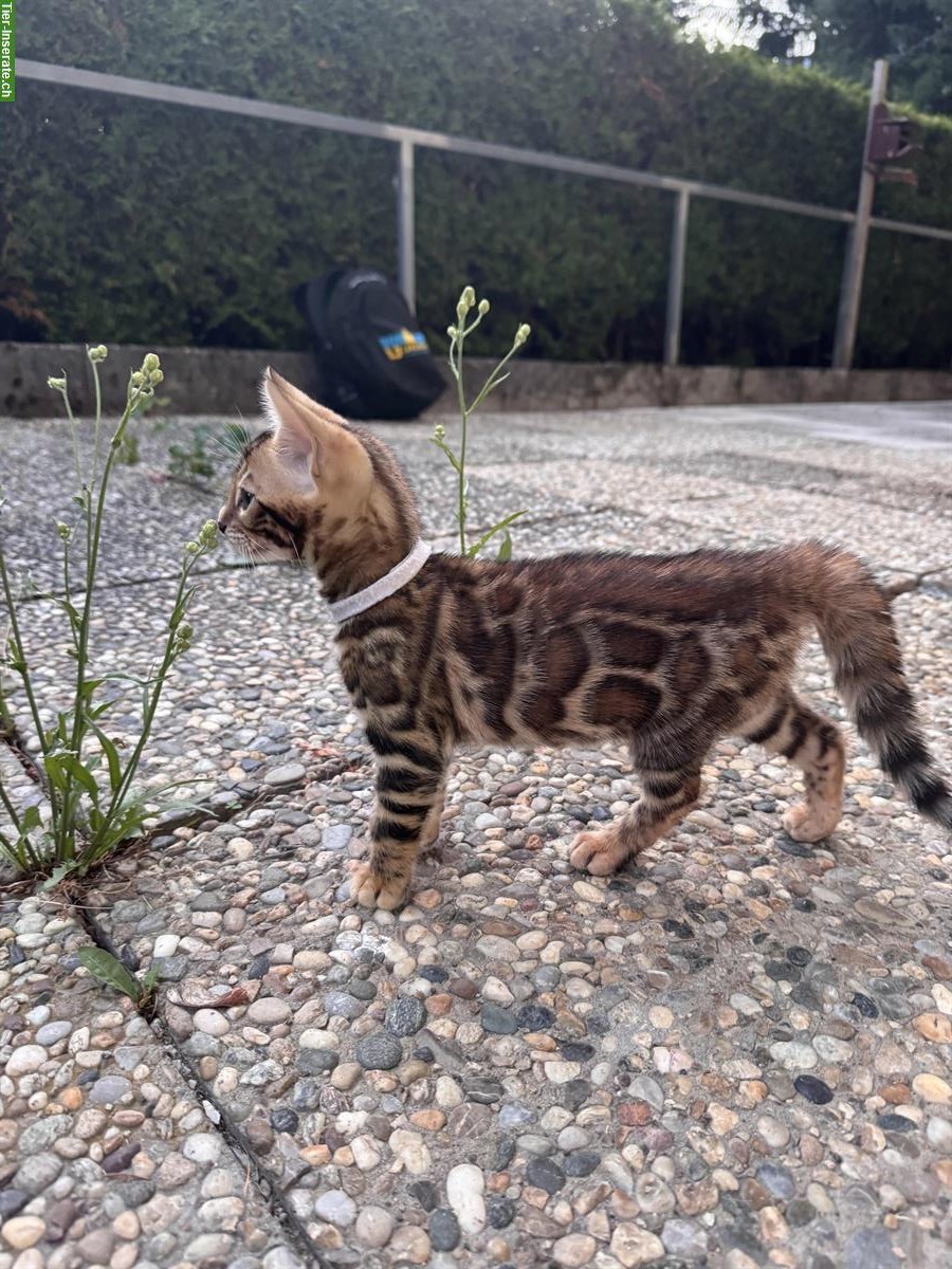 Bild 6: Exklusive Bengal Mädchen mit XXL Rosetten