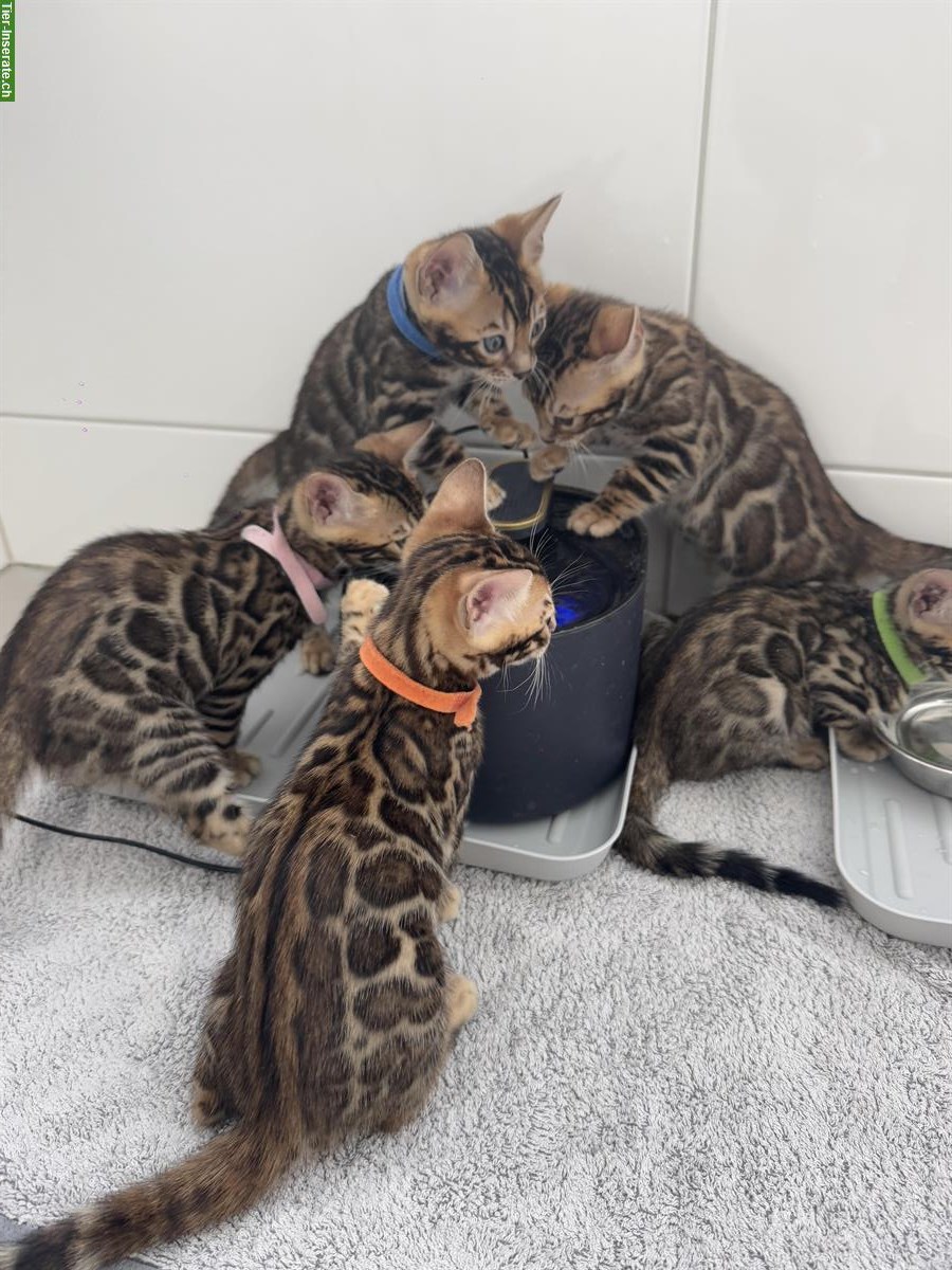 Bild 7: Exklusive Bengal Mädchen mit XXL Rosetten