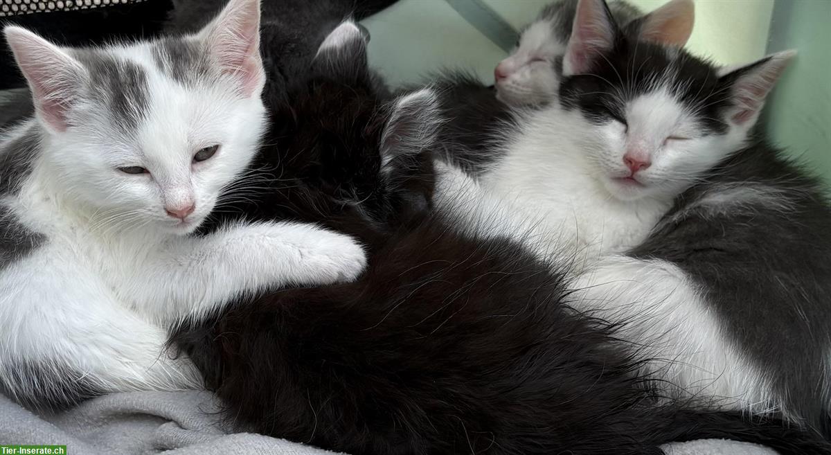 Junge Katzen zu verschenken❤️