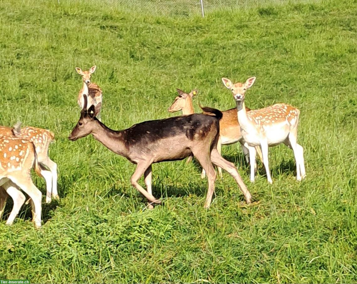 2 Spiesser Damhirsche zu verkaufen