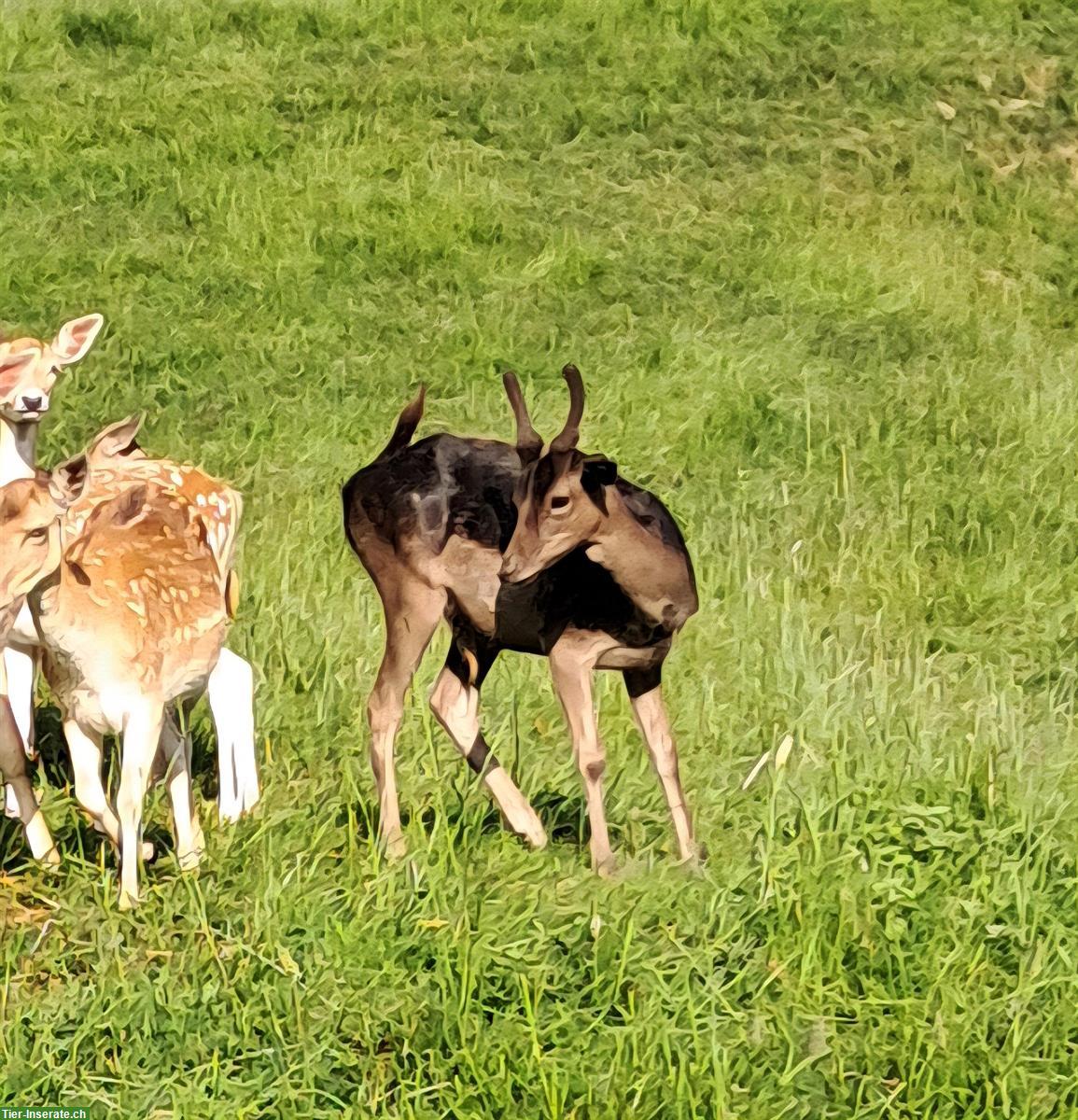 Bild 2: 2 Spiesser Damhirsche zu verkaufen