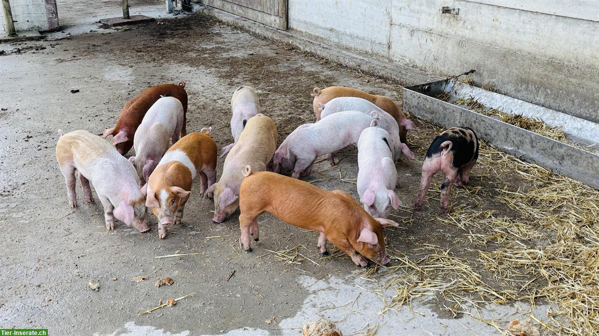 Unkastrierte Eberli Duroc/Deutsches Sattelschwein x Duroc/Pietrain
