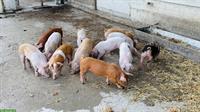 Unkastrierte Eberli Duroc/Deutsches Sattelschwein x Duroc/Pietrain
