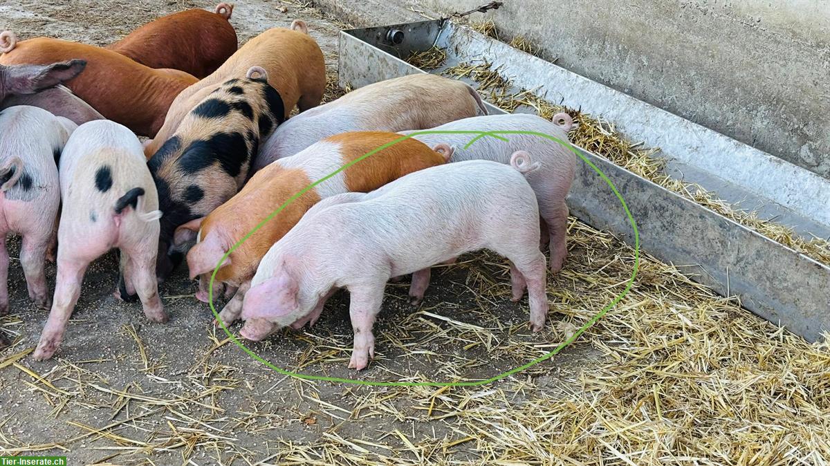 Bild 2: Unkastrierte Eberli Duroc/Deutsches Sattelschwein x Duroc/Pietrain