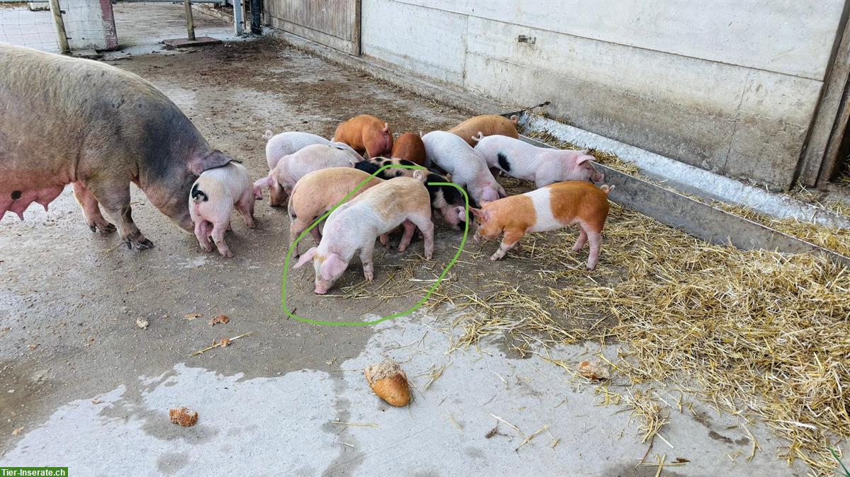 Bild 3: Unkastrierte Eberli Duroc/Deutsches Sattelschwein x Duroc/Pietrain