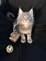 Sehr schöne Maine Coon Kitten zu verkaufen