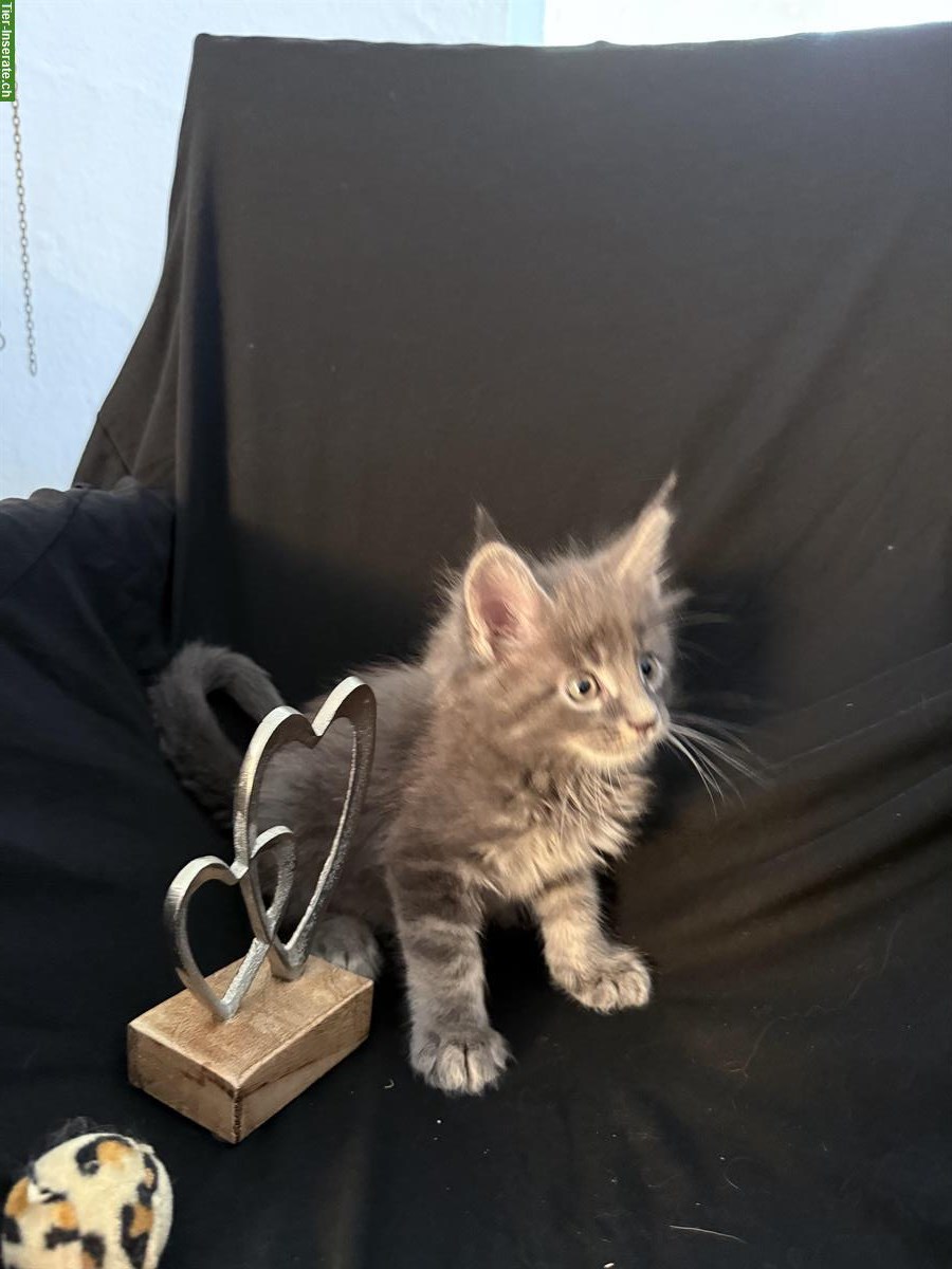 Bild 2: Sehr schöne Maine Coon Kitten zu verkaufen