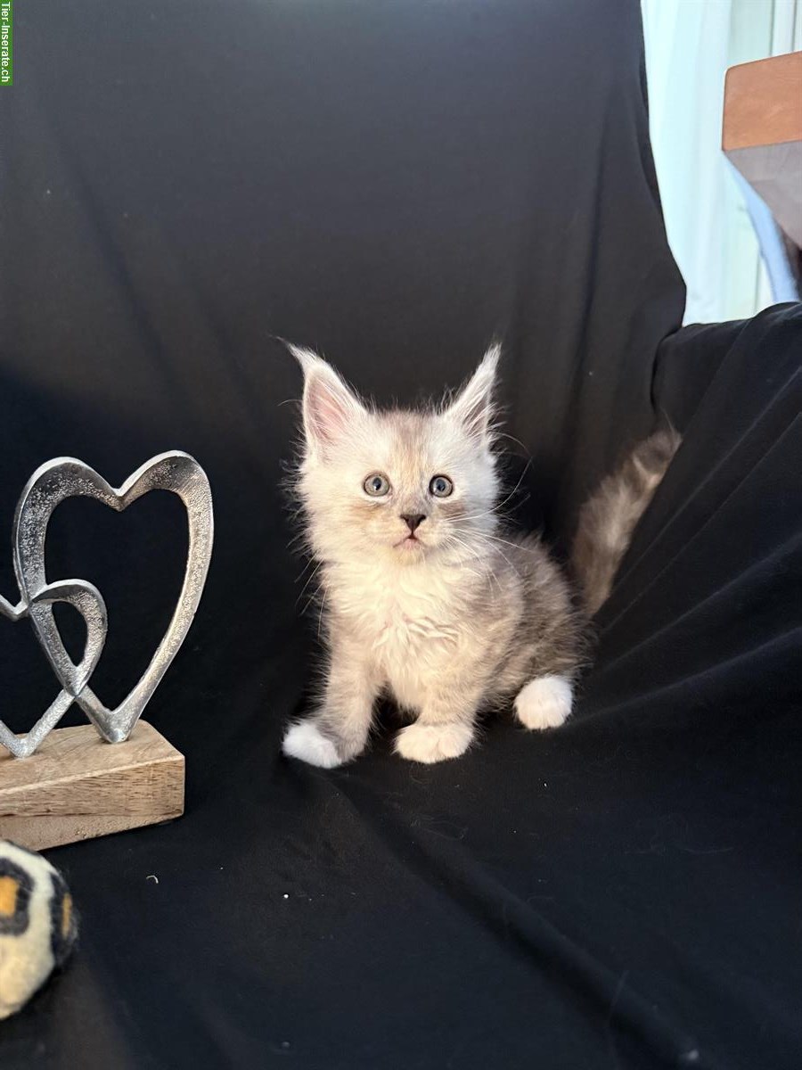 Bild 3: Sehr schöne Maine Coon Kitten zu verkaufen
