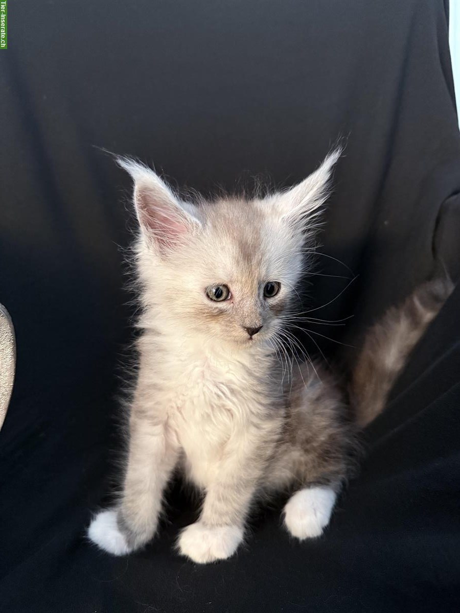 Bild 4: Sehr schöne Maine Coon Kitten zu verkaufen