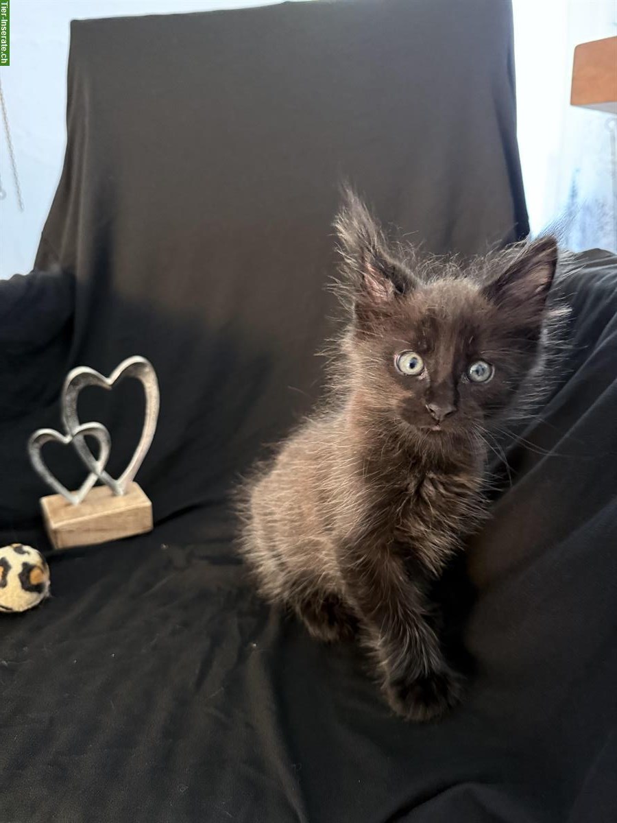Bild 5: Sehr schöne Maine Coon Kitten zu verkaufen