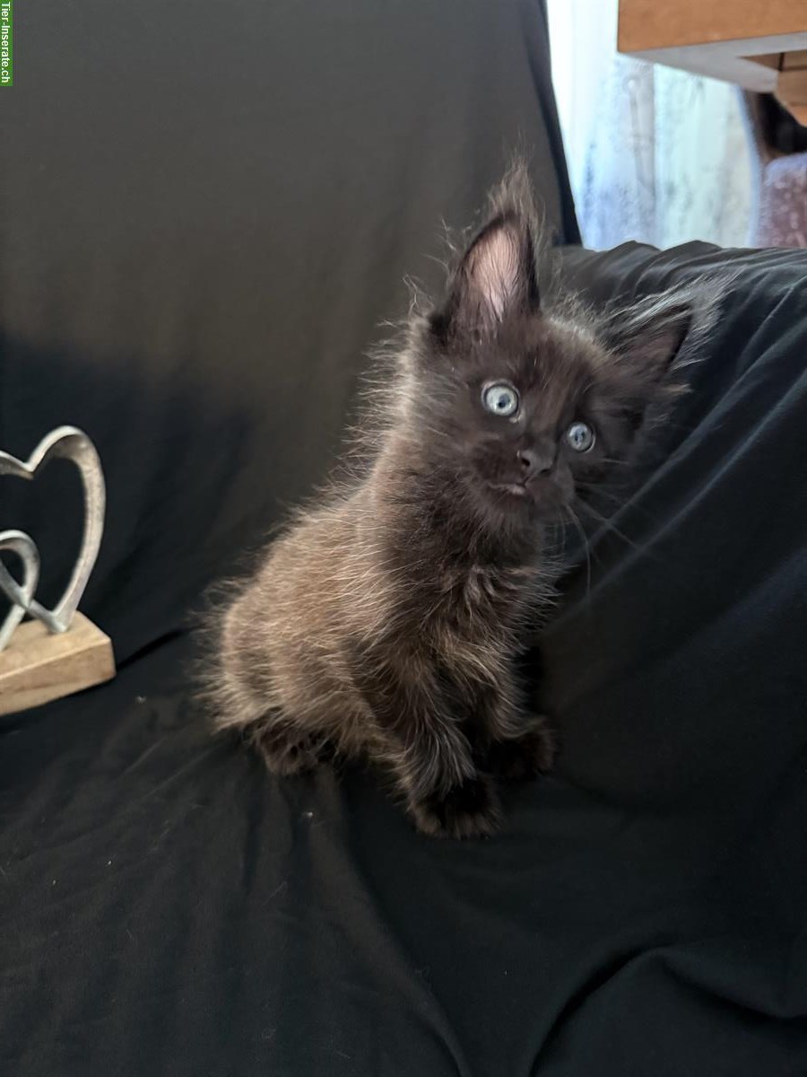 Bild 6: Sehr schöne Maine Coon Kitten zu verkaufen